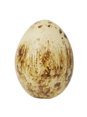 Single egg