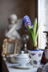 Intérieur de maison et fleur bleue