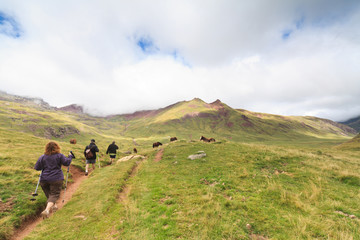 Obraz premium Trekking among the horses