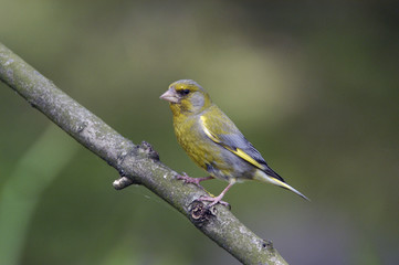 Greenfinch (Carduelis chloris)