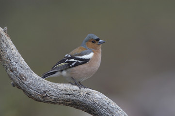 Chaffinch (Fringilla coelebs)