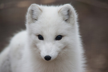 Arctic fox - 40305738