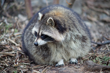 Raccoon