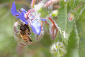 bee on flower