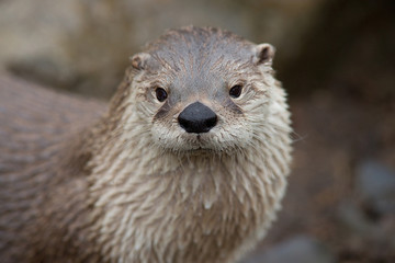 River otter