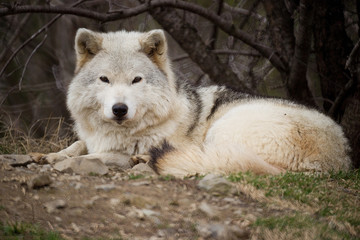 Obraz na płótnie Canvas Grey wolf