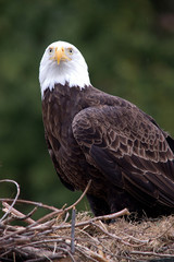 Bald eagle