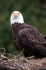 Foto op Plexiglas Bald eagle © mario beauregard