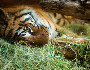 Fototapeta premium Tiger in San Diego zoo.