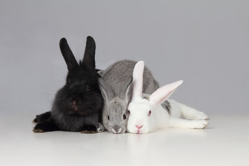 White Black and Gray Bunnies