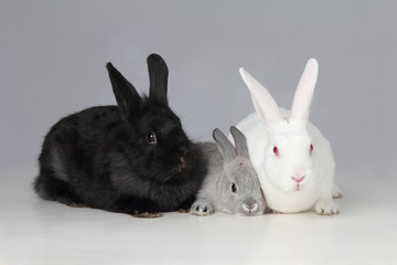 White Black and Gray Bunnies