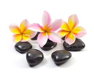 Spa stones and Frangipani flower