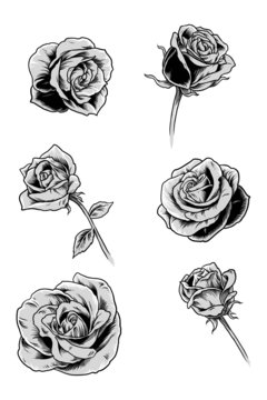 6 Roses