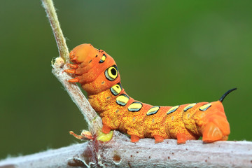 The orange caterpillars.