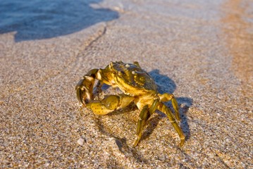 sea crab on a sandy beach
