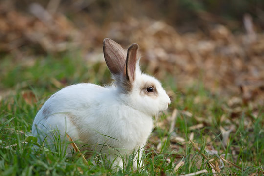 white rabbit