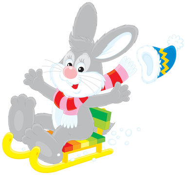 Hare driving in a sled