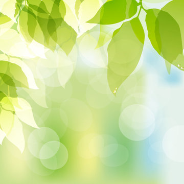 spring background with green leaves