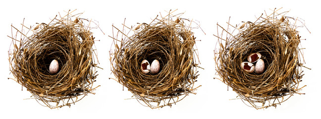 Bird's nest
