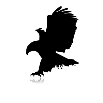 Aigle noir