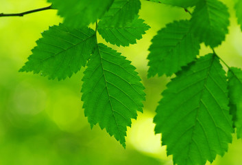 Green leaves