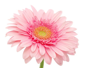 Pink gerbera
