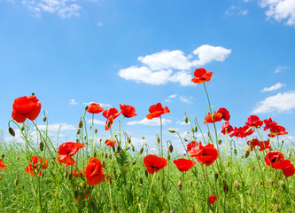 Fototapety  red poppies