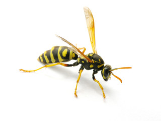 wasp