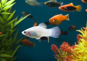 platy blanc