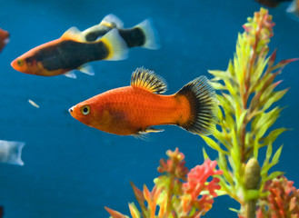 platy dans aquarium