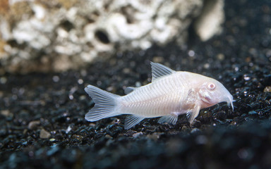corydoras albinos © studiophotopro