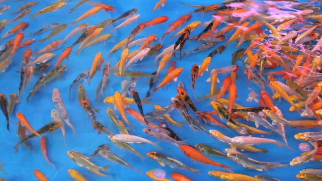 Colorful Tropical Fish Swimming In Circles