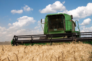 Obraz premium Combine harvests wheat on a field in sunny summer day