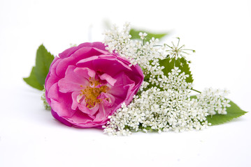 Obraz premium цветок