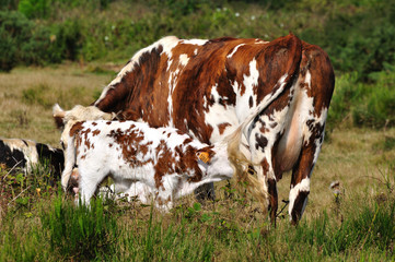 vache et son veau 7