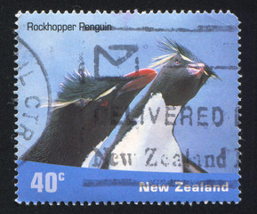 Obraz premium penguin Rockhopper