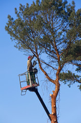 tree felling worker