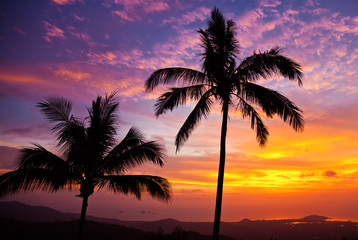 Fototapeta na wymiar palmy na tle pięknego zachodu słońca