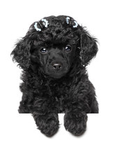 Poodle Puppy close-up portrait