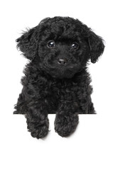 Black Toy poodle puppy