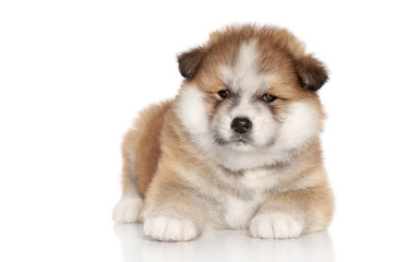 Akita inu puppy