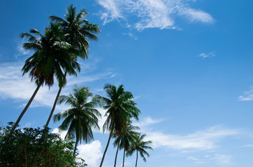 Obraz premium Tropical