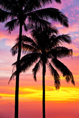 Naklejka na ściany i meble palmy na tle pięknego zachodu słońca