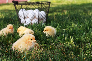 Free Range Chicks