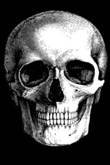 skull