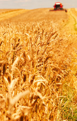 Combine working on a wheat field