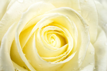 Obraz na płótnie Canvas roses close-up