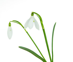 snowdrop isolated