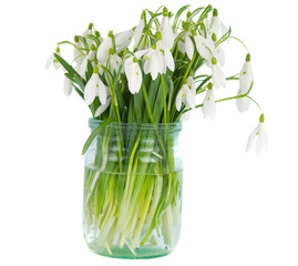 snowdrops in vase isolated
