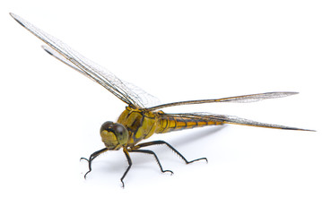 Orthetrum cancellatum. Female Black-tailed Skimmer dragonfly on